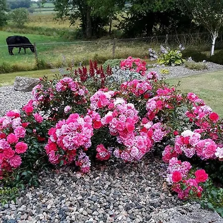 Lake Avenue House 3* Ballyconnell (Cavan)