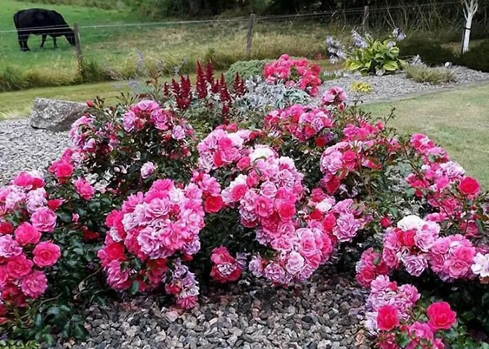 Avenue House Ballyconnell (Cavan)